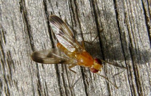 Réf. 172 064 : Clusia tigrina