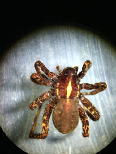 Pardosa tenuipes