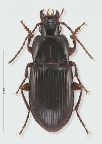Pterostichus cantabricus lesourdi