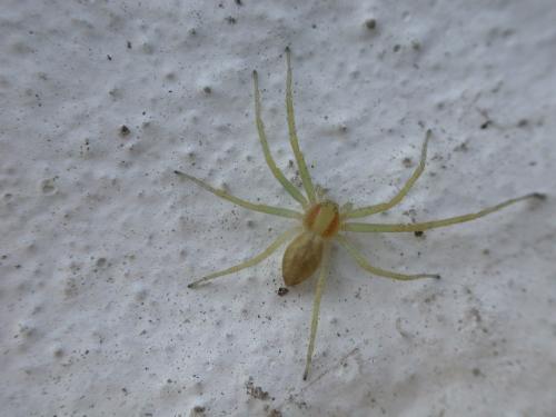 Réf. 172 534 : Philodromus sp.