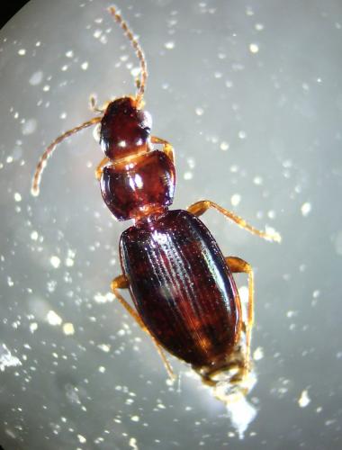 Réf. 172 998 : Bembidion obtusum
