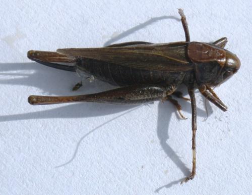 Réf. 172 704 : Platycleis albopunctata