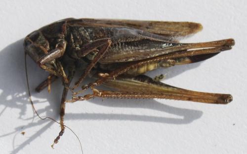 Réf. 172 705 : Platycleis albopunctata