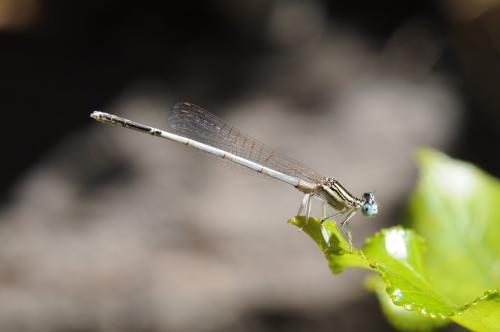 Platycnemis latipes