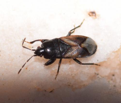 Plinthisus coracinus
