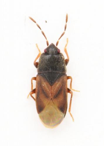 Réf. 172 232 : Plinthisus ptilioides