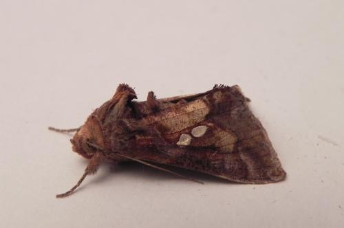 Réf. 172 291 : Chrysodeixis chalcites