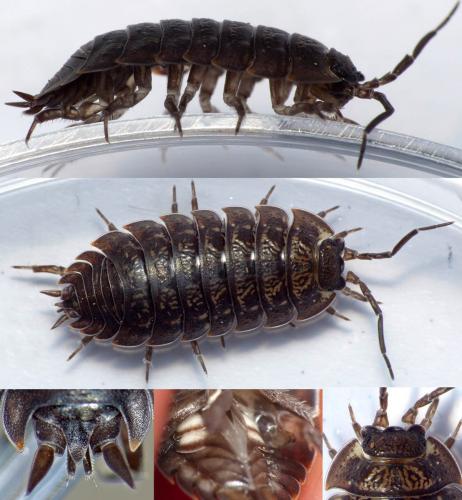 Porcellio montanus