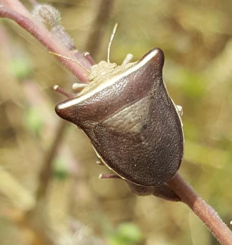Réf. 172 407 : Ventocoris fischeri