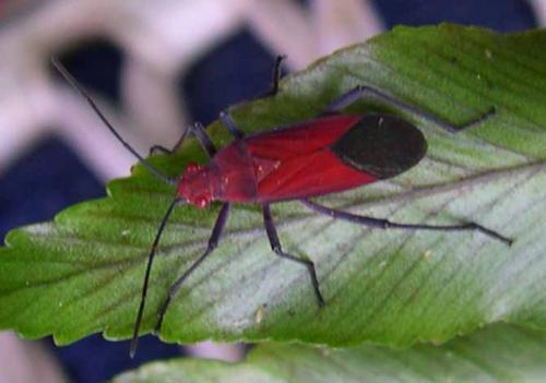 Leptocoris mutilatus