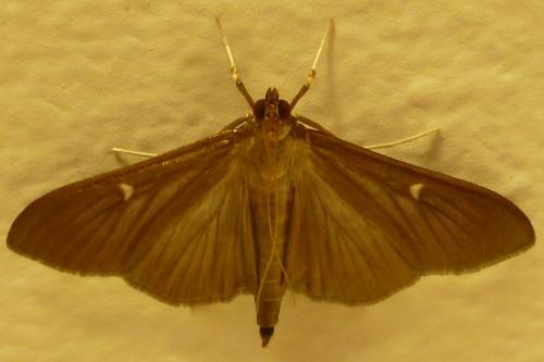 Réf. 172 502 : Cydalima perspectalis