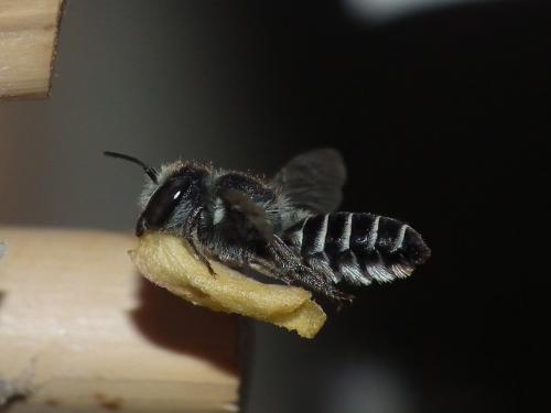 Megachile sp.
