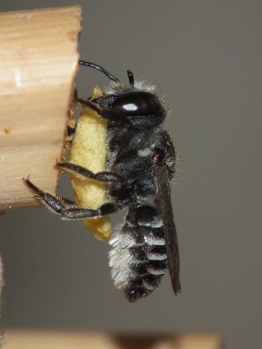 Megachile sp.