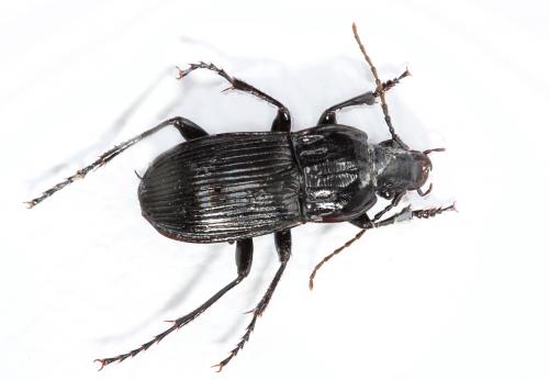 Réf. 172 794 : Abax parallelepipedus