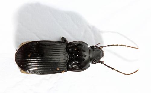 Réf. 172 795 : Abax parallelepipedus