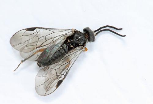 Réf. 172 803 : Dolerus (gonager-puncticollis)