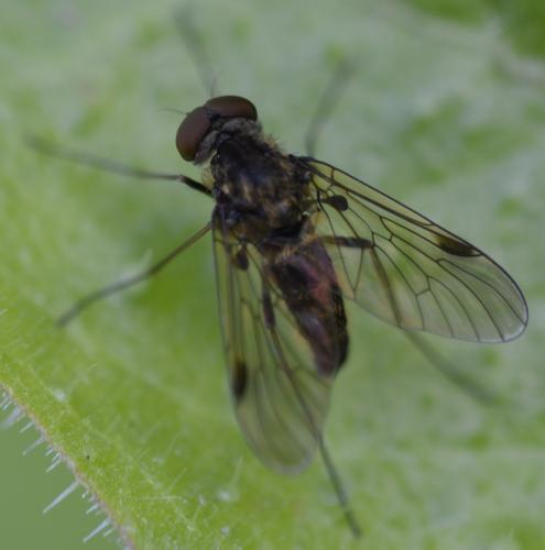 Chrysopilus cristatus