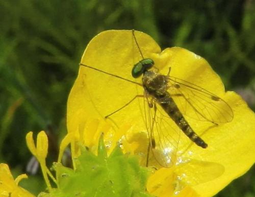 Réf. 172 939 : Chrysopilus asiliformis