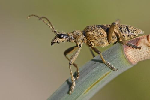 Réf. 172 815 : Rhagium mordax