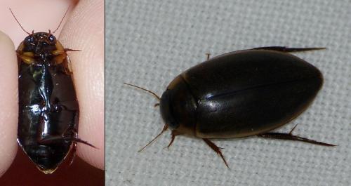 Rhantus suturalis