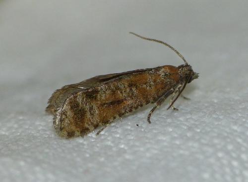Rhyacionia pinivorana