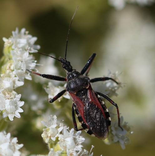 Réf. 172 405 : Rhynocoris sp.