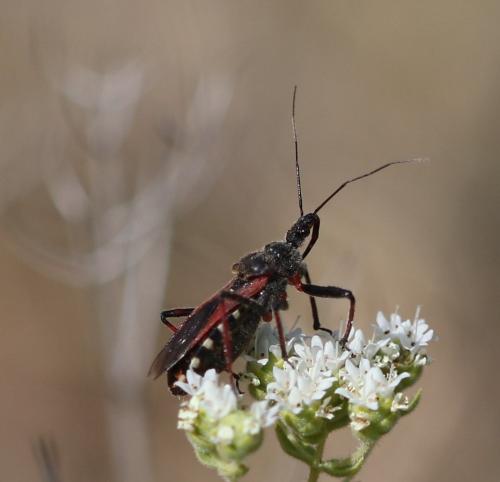 Réf. 172 406 : Rhynocoris sp.