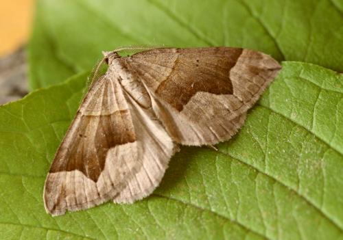 Scotopteryx angularia