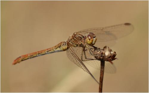 Réf. 172 996 : Sympetrum meridionale