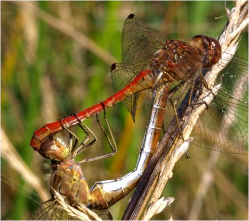 Réf. 172 995 : Sympetrum meridionale