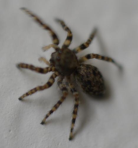 Pseudeuophrys lanigera