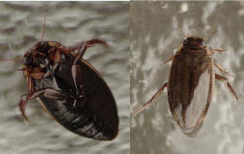 Colymbetes fuscus