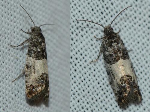 Réf. 172 392 : Spilonota ocellana