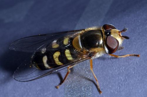 Réf. 172 935 : Scaeva selenitica