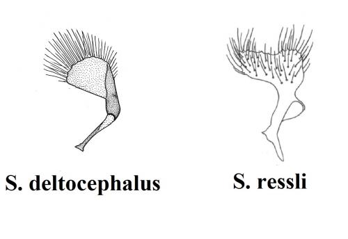 Sciocoris divers