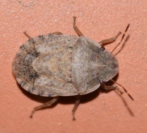 Réf. 172 342 : Sciocoris ressli
