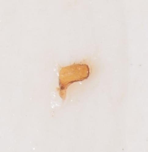 Réf. 172 344 : Sciocoris ressli