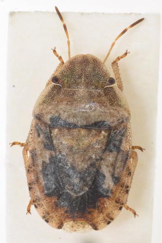 Réf. 172 343 : Sciocoris ressli