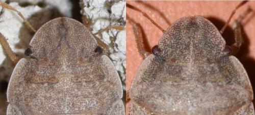 Sciocoris divers