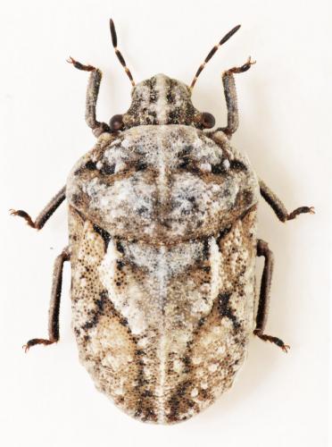 Phimodera amblygonia