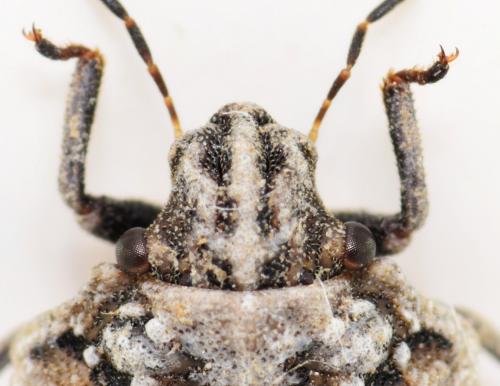 Phimodera amblygonia