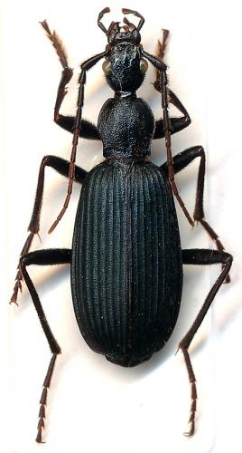 Galerita africana