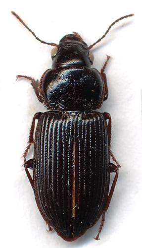 Xenodochus exaratus