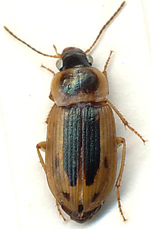 Aulacoryssus pulchellus