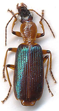 Réf. 172 731 : Calleida angustata