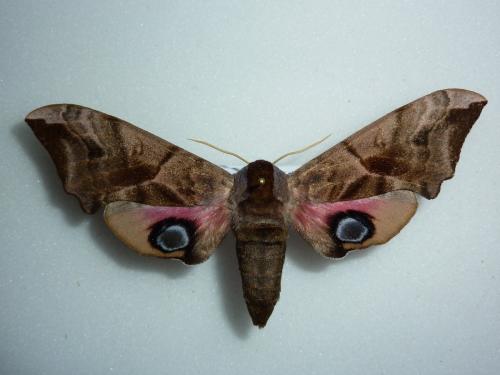 Réf. 172 683 : Smerinthus ocellata