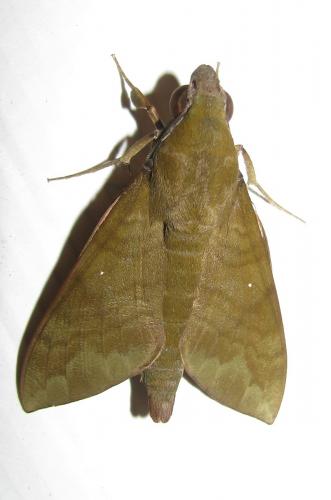 Réf. 172 576 : Nephele funebris
