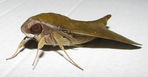 Nephele funebris