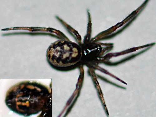 Steatoda incomposita