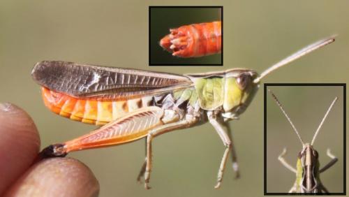 Réf. 172 006 : Stenobothrus lineatus lineatus